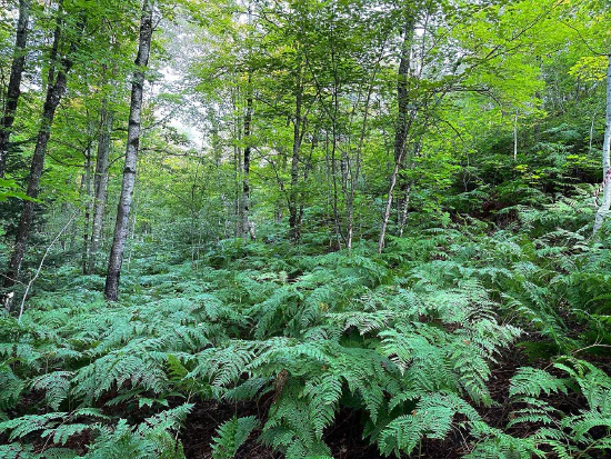 Michigan's Upper Peninsula